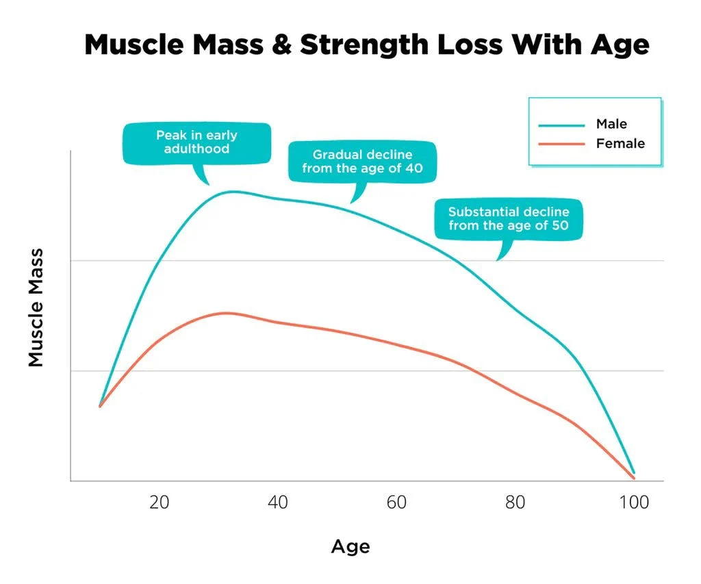 Muscle Loss Over Time