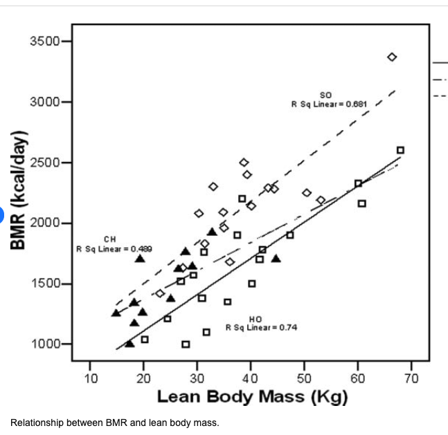 resting metabolic rate vs muscle
